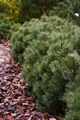 Pinus rhaetica Zieleniec IMG_9121 Sosna błotna